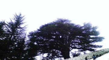 مشاهد تخطف الأنظار.. جولة بين غابات الأرز اللبنانية الشامخة في صور حصرية للمناطق الجبلية